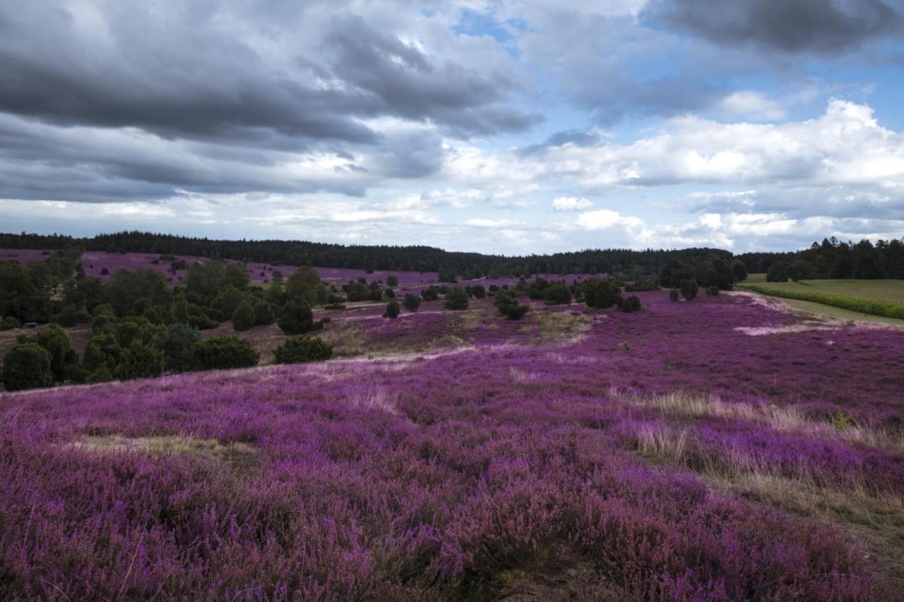 Ferienwohnung Heide View Bispingen Eksteriør billede