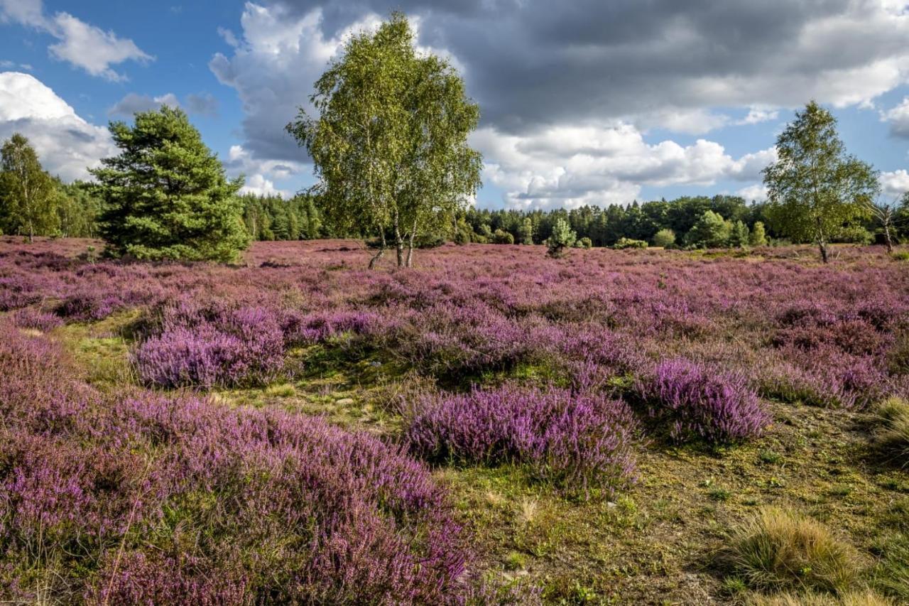 Ferienwohnung Heide View Bispingen Eksteriør billede
