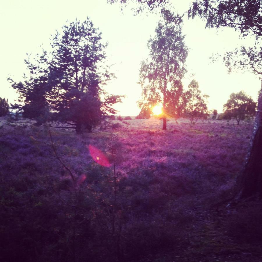 Ferienwohnung Heide View Bispingen Eksteriør billede