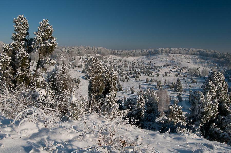 Ferienwohnung Heide View Bispingen Eksteriør billede