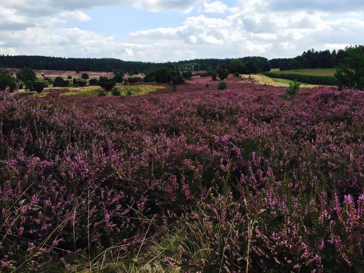 Ferienwohnung Heide View Bispingen Eksteriør billede